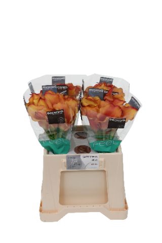 <h4>Calla Captain Odeon Decorum Future</h4>