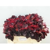 COTI C ROYAL PURPLE