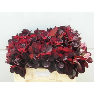 COTI C ROYAL PURPLE