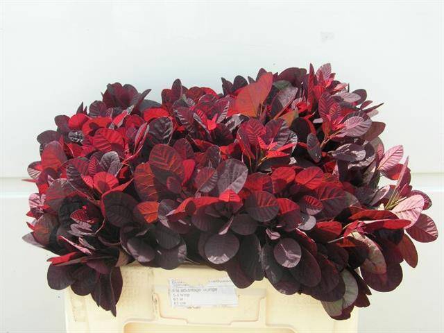 COTI C ROYAL PURPLE
