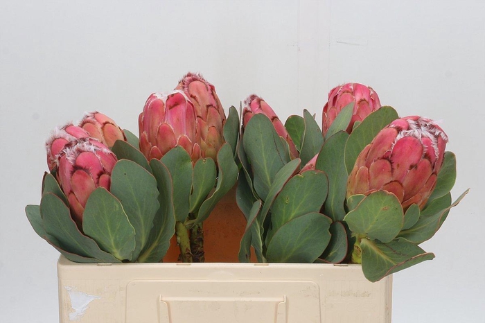 <h4>PROTEA GRANDICEPS</h4>