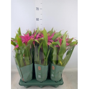 Guzmania  'Deseo Pink'