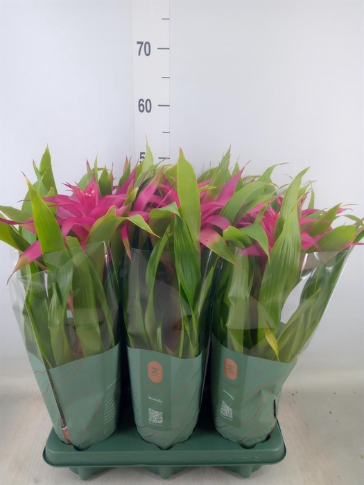 <h4>Guzmania  'Deseo Pink'</h4>