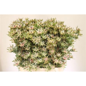 Leucad Ayoba St Pearl