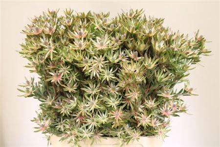 <h4>Leucad Ayoba Star Pearl</h4>