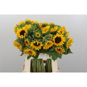 Helianthus Orange Fire