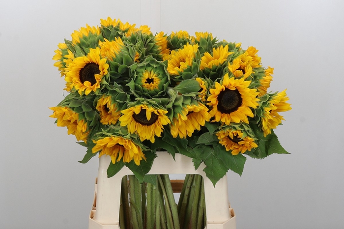 Helianthus Orange Fire