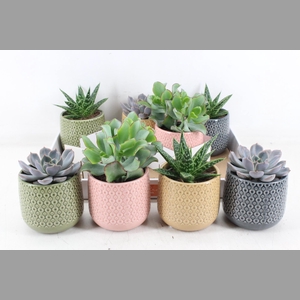 arr3 OV - Ker. fortaleza M x8