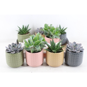 arr3 OV - Ker. fortaleza M x8