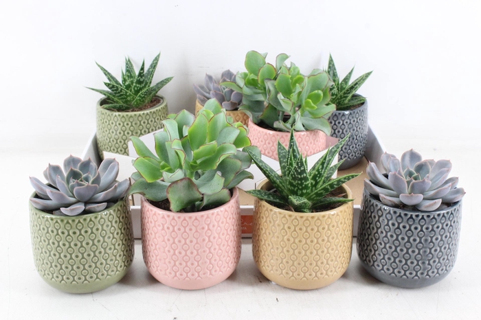 <h4>arr3 OV - Ker. fortaleza M x8</h4>