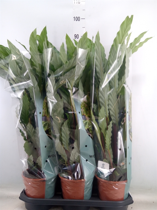 <h4>Calathea rufibarba 'Miroscha'</h4>