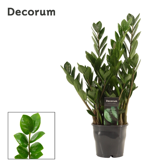 <h4>Zamioculcas Lima 12 cm Decorum 40 cm, 5+ veren (Decorum)</h4>