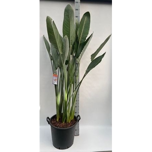 Strelitzia Regin Bl