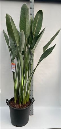 <h4>Strelitzia Regin Bl</h4>