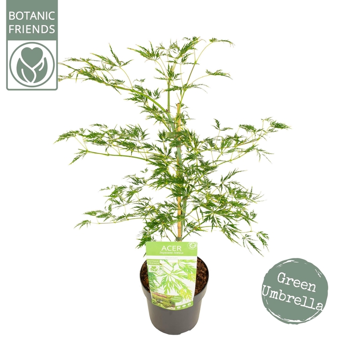 <h4>Acer palm. 'Dissectum'</h4>