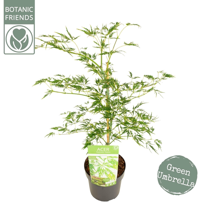 <h4>Acer palm. 'Dissectum'</h4>