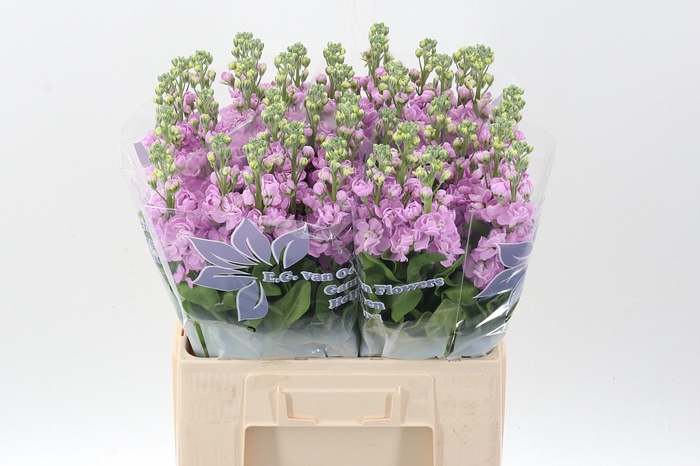 <h4>Matth Mathilda Pink</h4>