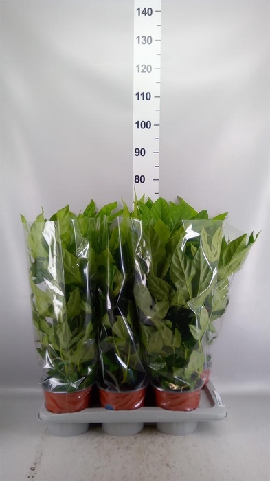 <h4>Fatsia japonica   ...</h4>