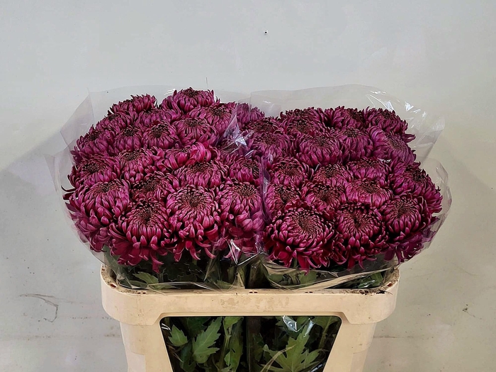 <h4>CHR G BISLET PURPLE</h4>