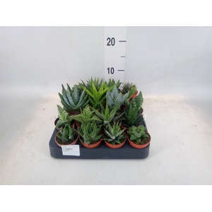 Aloe   ...mix