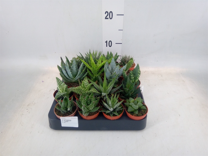 <h4>Aloe   ...mix</h4>