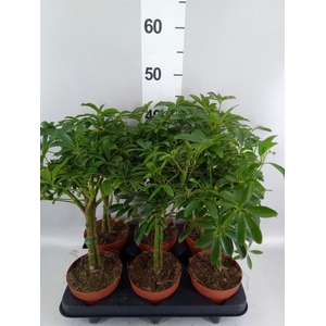 Schefflera arbor. 'Luseana'