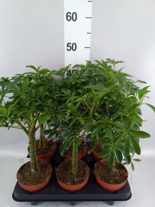 <h4>Schefflera arbor. 'Luseana'</h4>