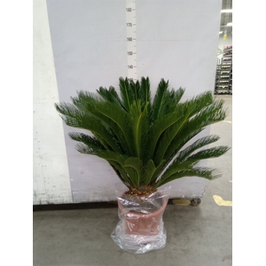 Cycas revoluta