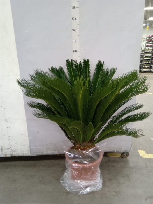 <h4>Cycas revoluta</h4>