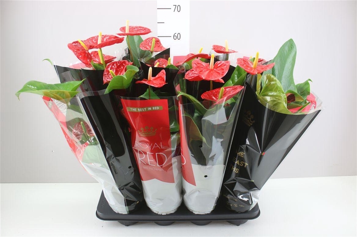 <h4>Anth An Madural</h4>