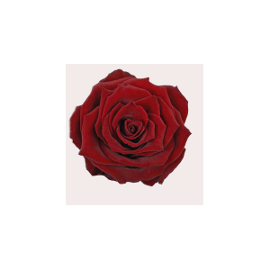 R Gr Explorer Red 50cm CO