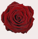 <h4>R Gr Explorer Red 50cm CO</h4>