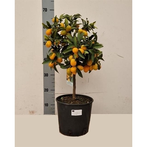 Citrus micro. 22Ø 65cm