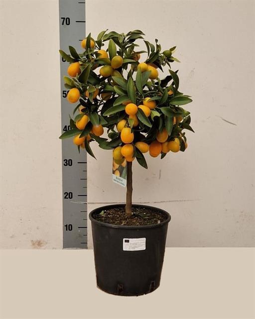 Citrus micro. 22Ø 65cm