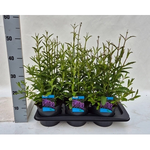 Verbena bonariensis