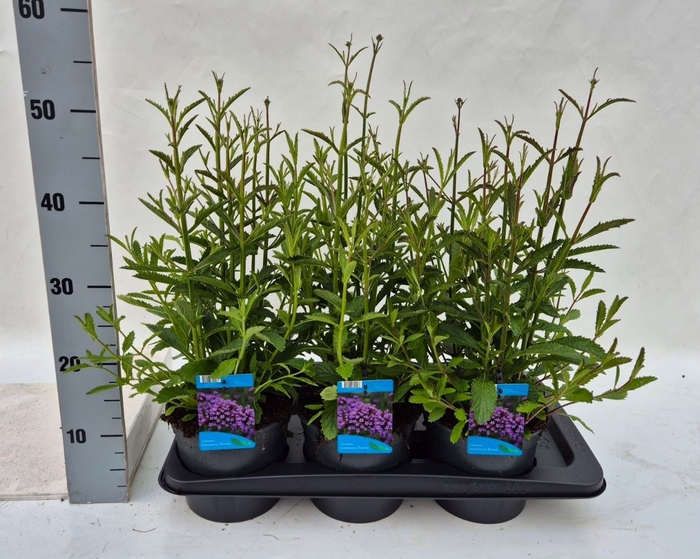 <h4>Verbena bonariensis</h4>