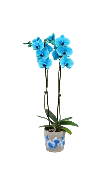 <h4>Fiore Blue Phal I Am Ocean Blue 2T14+</h4>