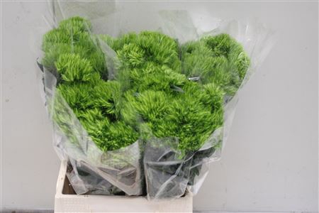 <h4>Di Barb Green Wicky</h4>