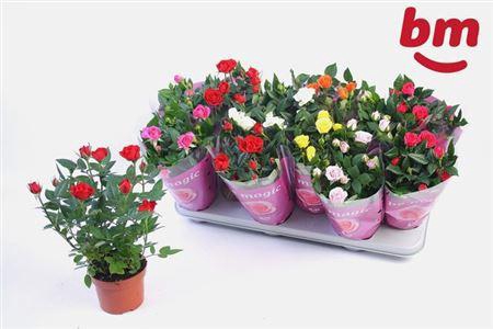 Rosa Beau Monde Gemengd