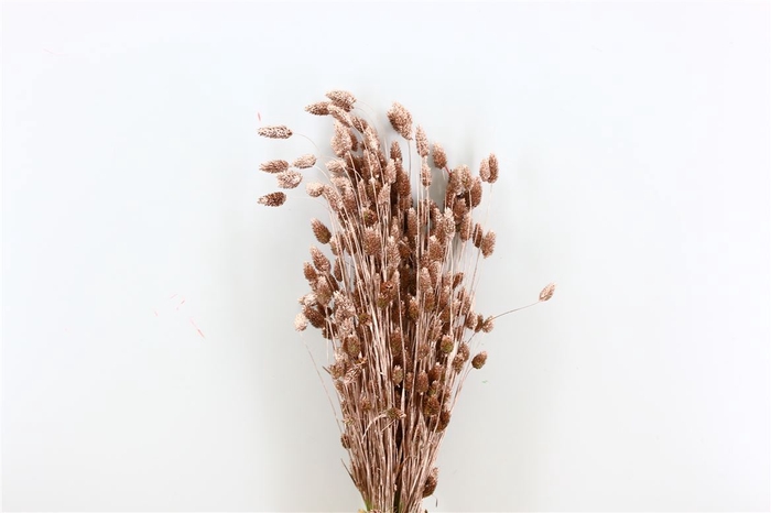 <h4>Dried Phalaris Champagne Bunch</h4>