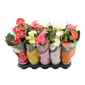 Anthurium 6 color mix in Couture sleeve