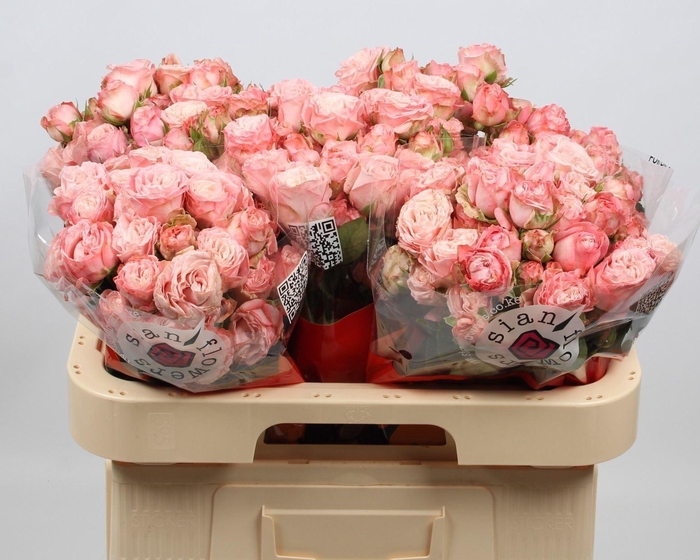 <h4>ROSA TR 'MADAM BOMBASTIC'</h4>