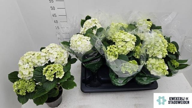 <h4>HYDR M MERLIN</h4>