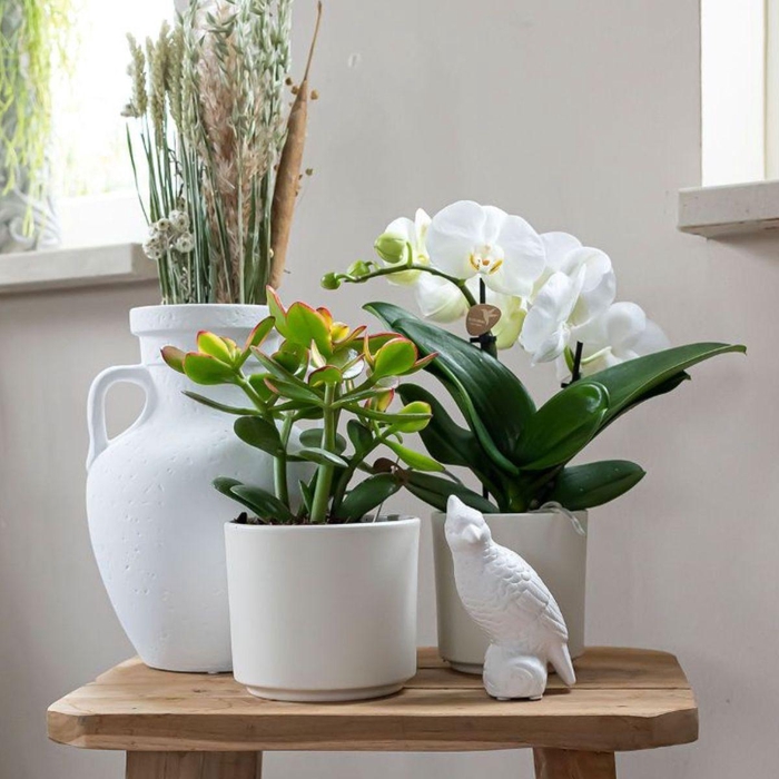 <h4>Kolibri Greens Succulenten mix in Simplicity pot mix</h4>