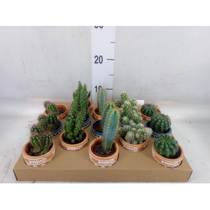 Cactus   ...