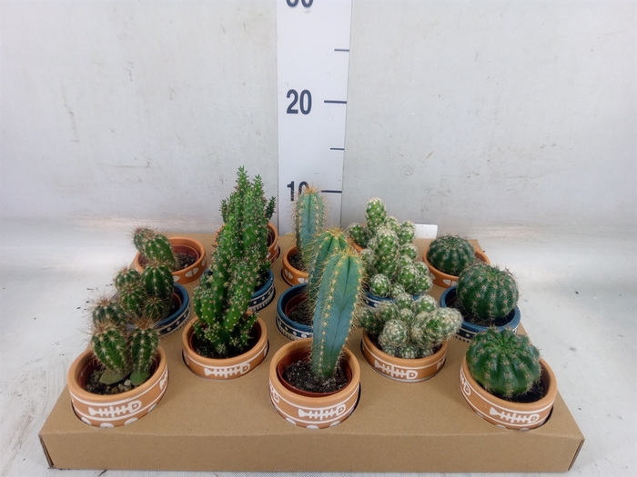 <h4>Cactus   ...</h4>