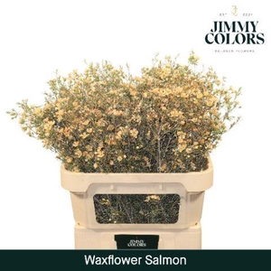 Waxflower premium L80 Salmon