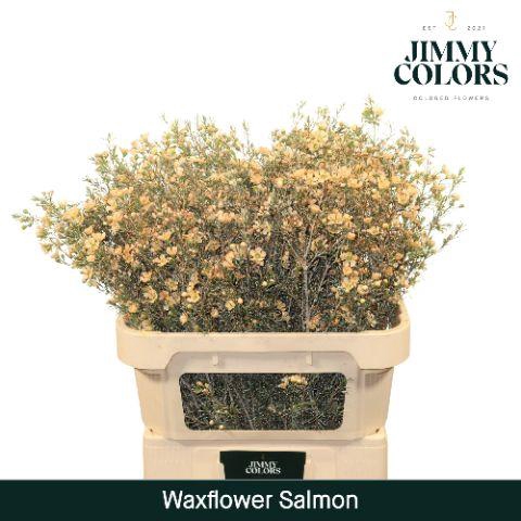 <h4>Waxflower Premium L80 Klbh. Zalm</h4>