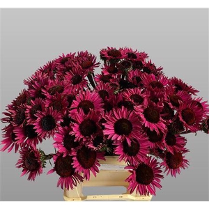 ECHINACEA FATAL ATTRACTION