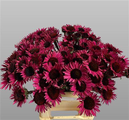 <h4>ECHINACEA FATAL ATTRACTION</h4>